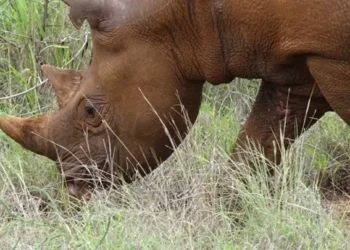 Rhino Rams Car At Mkomazi, Tanzania